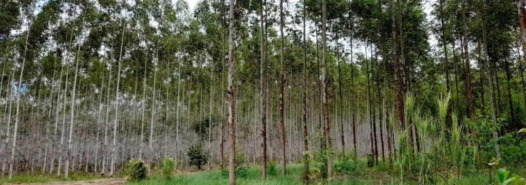 Reforestation carbon offsets